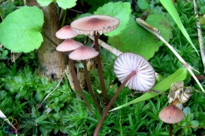 Mycena sanguinolenta (2) (1200 x 800)3.jpg_product_product_product